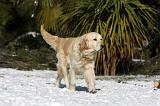 GOLDEN RETRIEVER 797